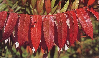 Sumac