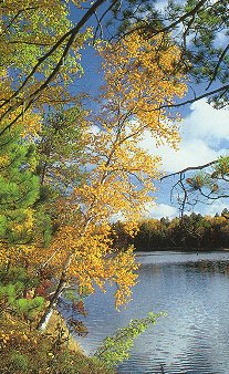 Yellow leaves of a paper birch.