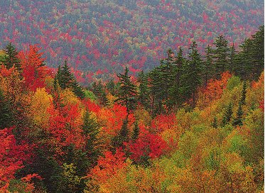 Colorful Forest