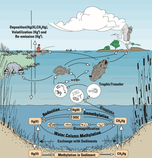The Aquatic Mercury Cycle from http://sofia.usgs.gov/projects/evergl_merc/
