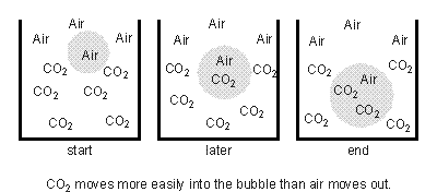 Bubbles in Carbon Dioxide