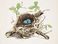 Nest Illustration