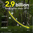 3 billion birds gone