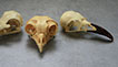 bird skulls