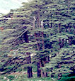 cedars