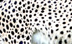 Cheetah spots