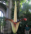 Corpse Flower