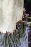 corpse flower